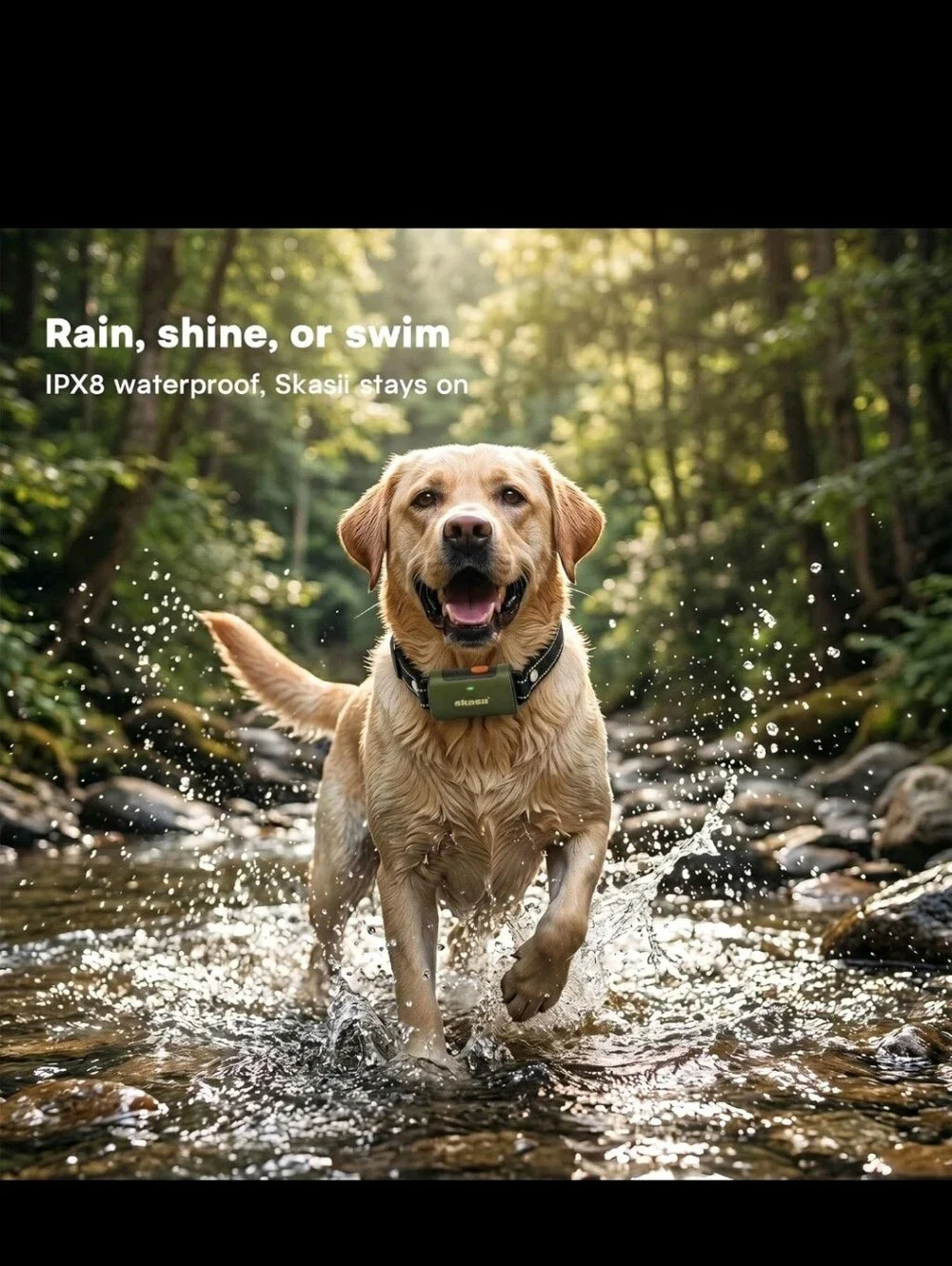 N/A dog training